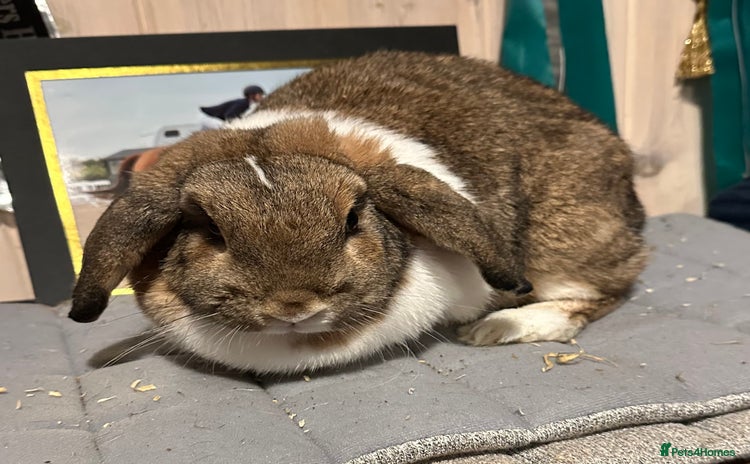 Mini Lop rabbits Two beautiful girls available  - Advert 9