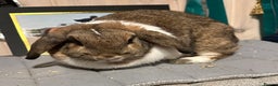 Mini Lop rabbits for sale: Two beautiful girls available  - Advert 1