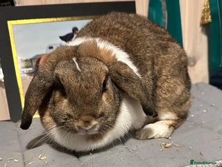 Mini Lop rabbits Two beautiful girls available - Advert 2