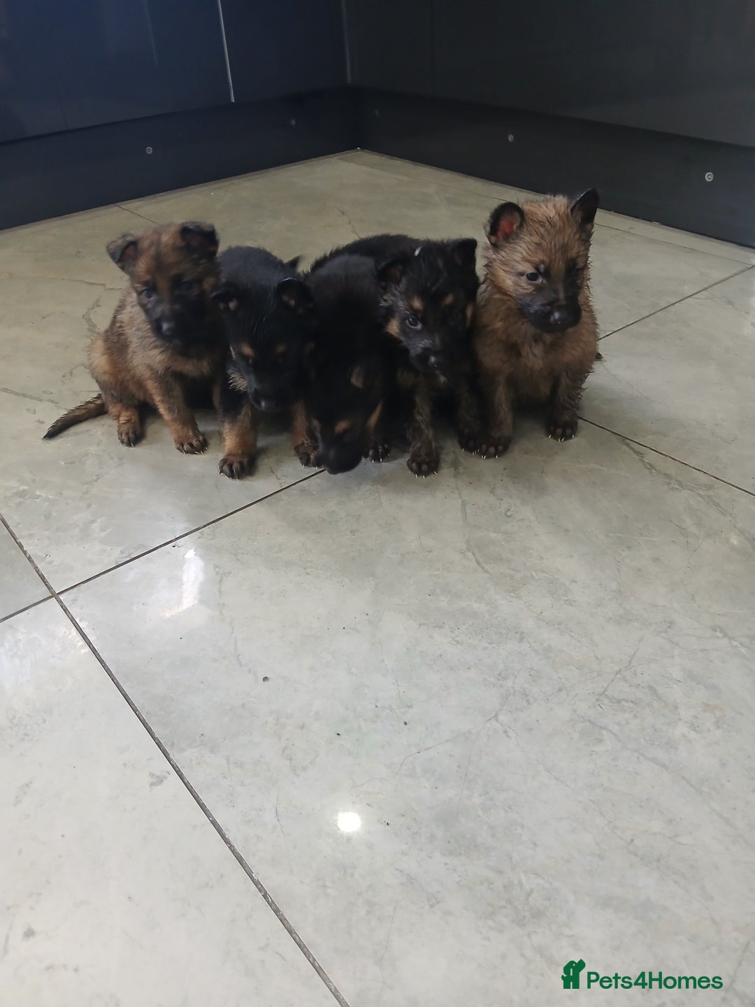 German Shepherd dogs for sale: German shepherd pups now ready for their new homes - Advert 8