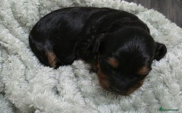 Cockapoo dogs for sale: Gorgous Cockerpoo Puppies - Image 9