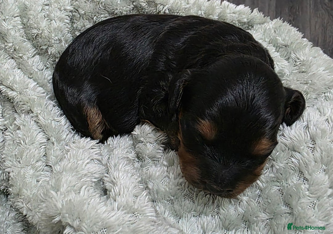 Cockapoo dogs for sale: Gorgous Cockerpoo Puppies - Image 9