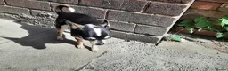 Chihuahua dogs for sale: Missy, pedigree tri black chihuahua girl. - Advert 8