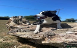 Border Collie dogs for sale: 2 Year old Collie Dog  - Image 1