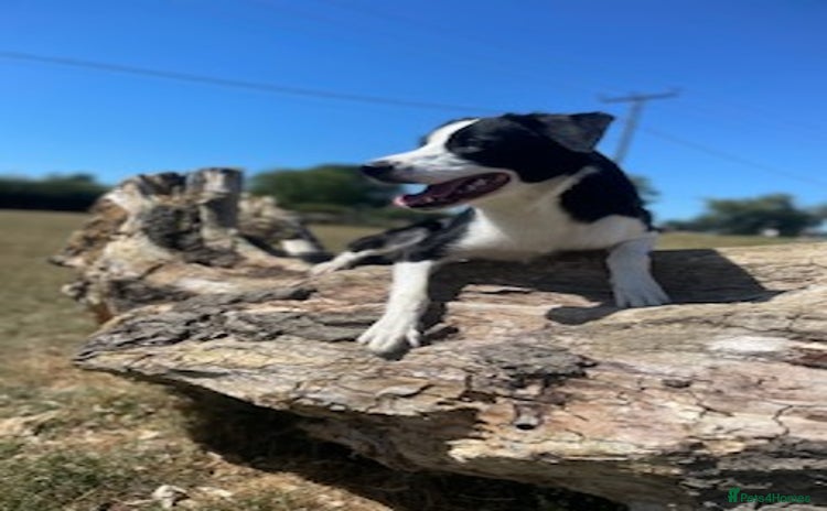 Border Collie dogs - Advert 4