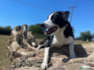 Border Collie dogs - Advert 10