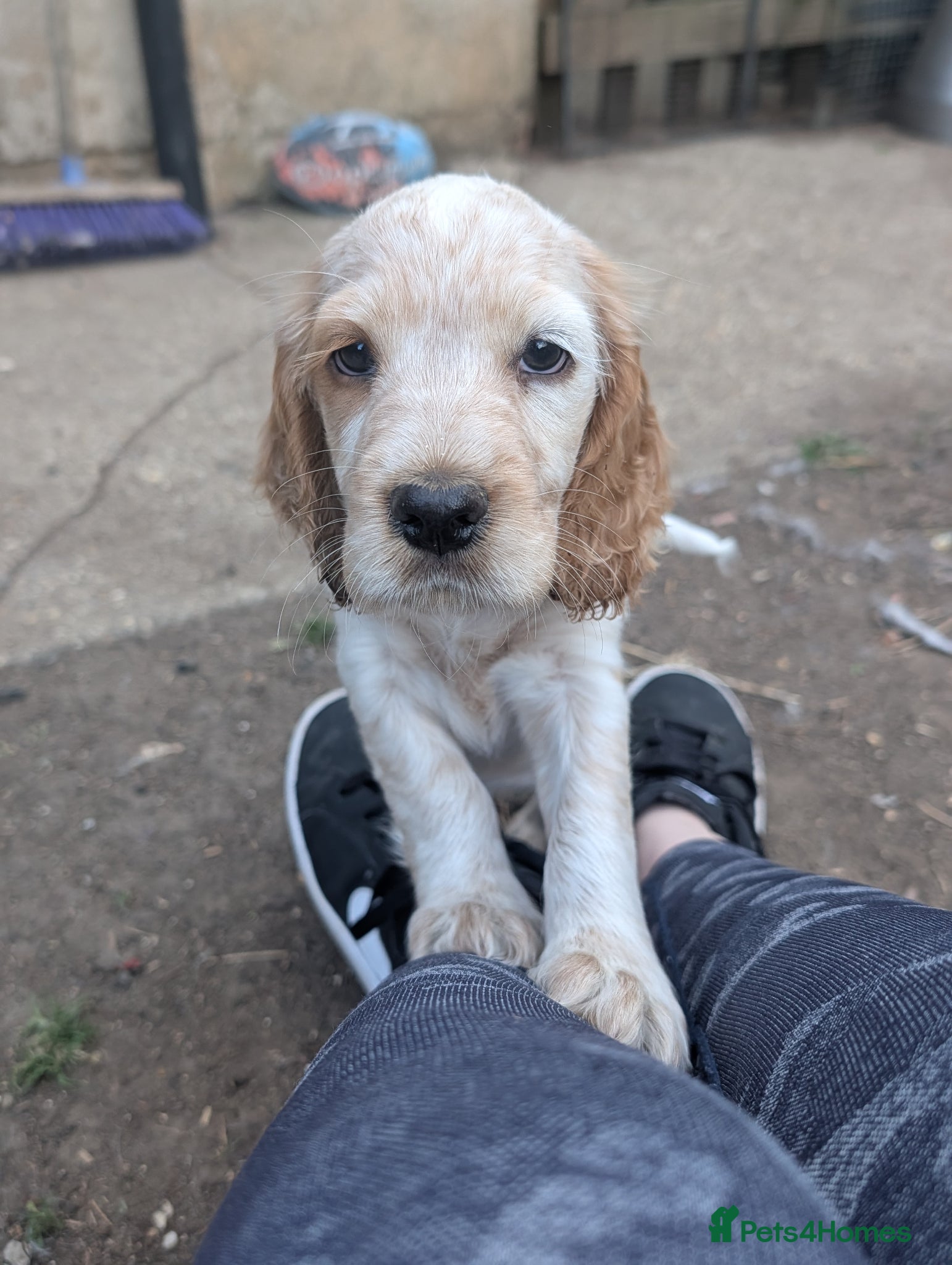 Cocker Spaniel dogs for sale: Beautiful cocker spaniel puppies  - Advert 7