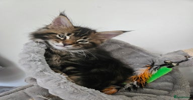 Maine Coon cats - Advert 5
