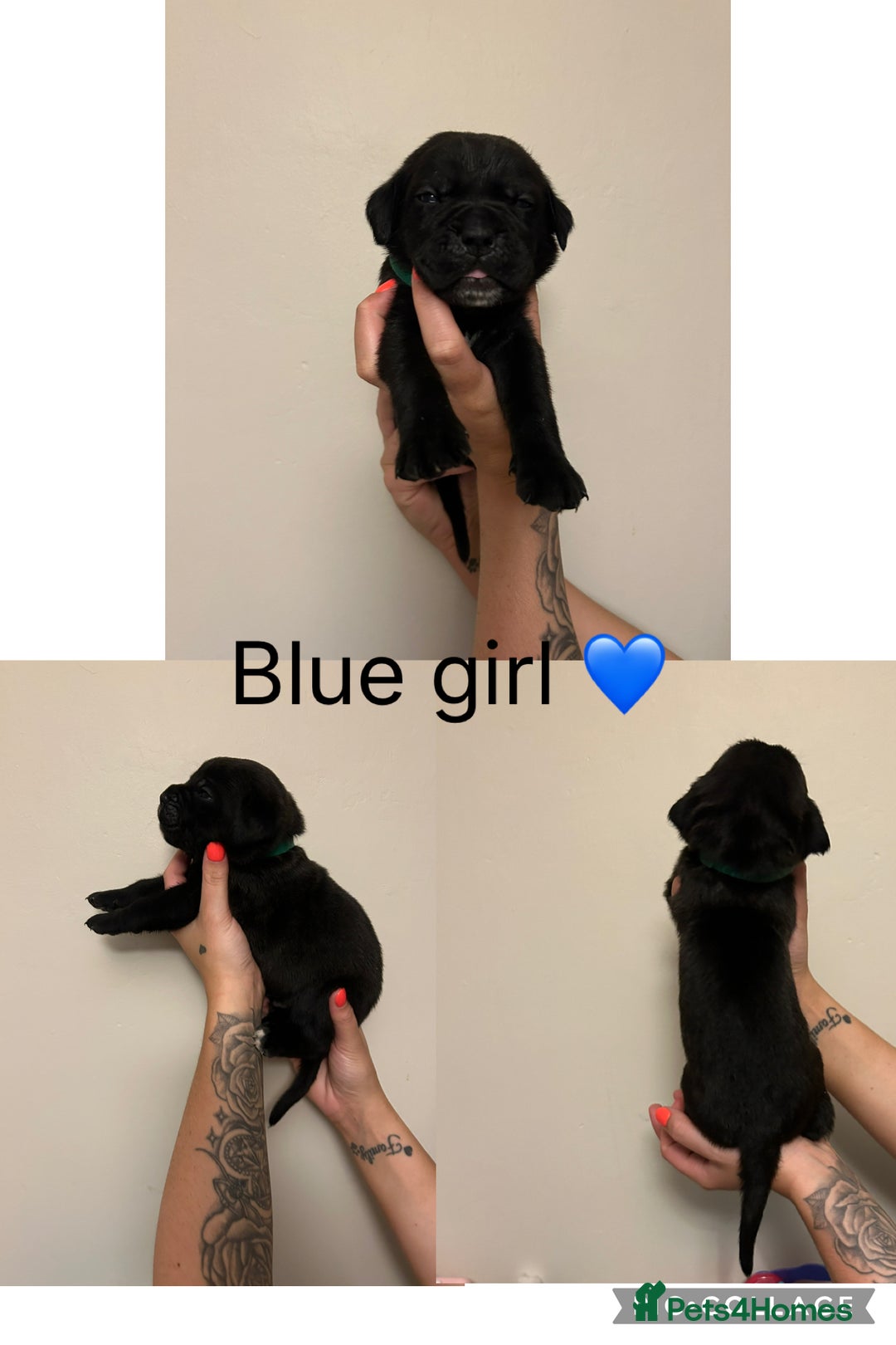 Cane Corso dogs for sale: Cane corso puppies  - Image 4