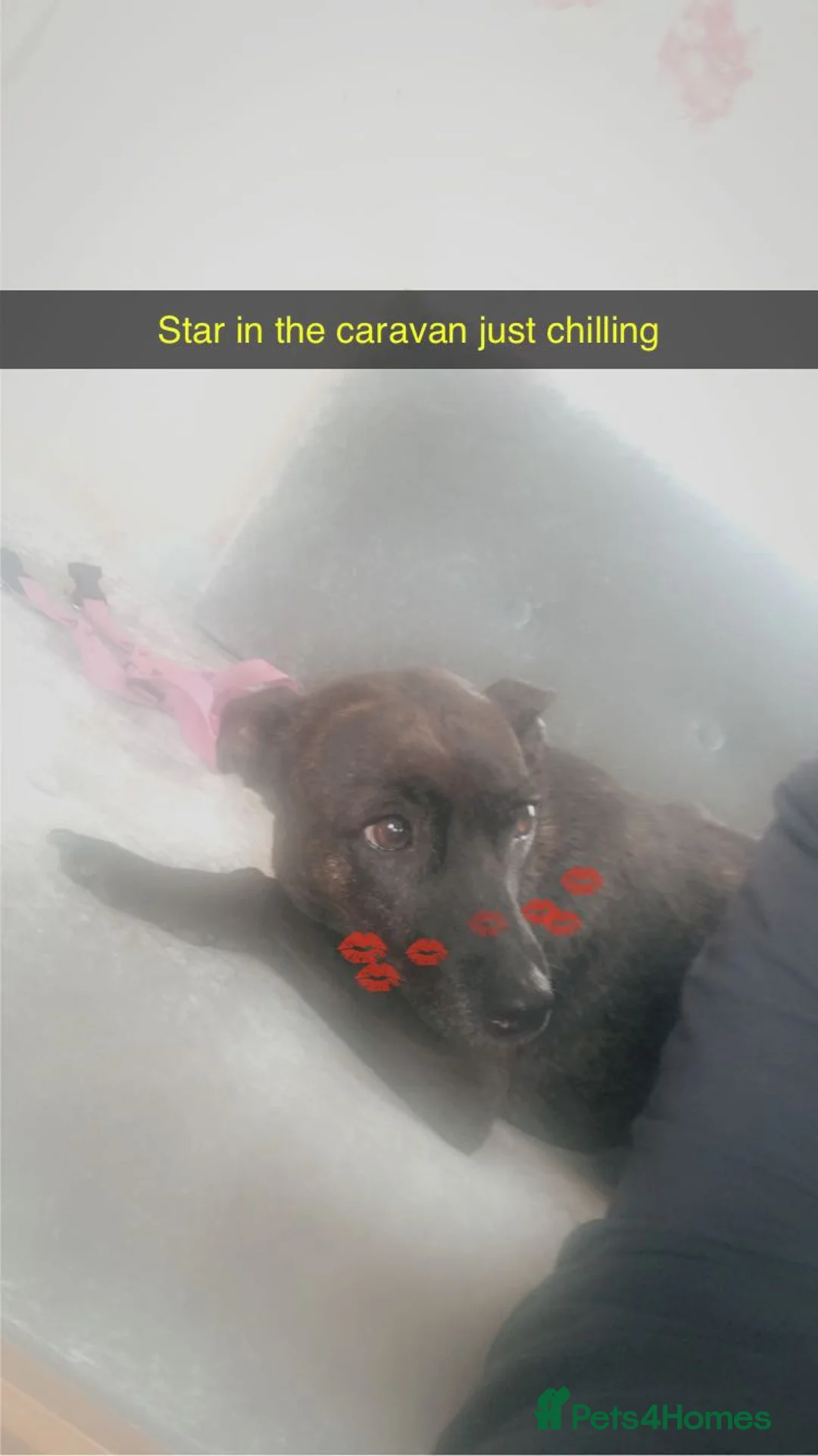 Mixed Breed dogs for sale: Male dog in Arundel - Advert 2