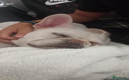 French Bulldog dogs for sale: Female frenchie for sale - Image 1