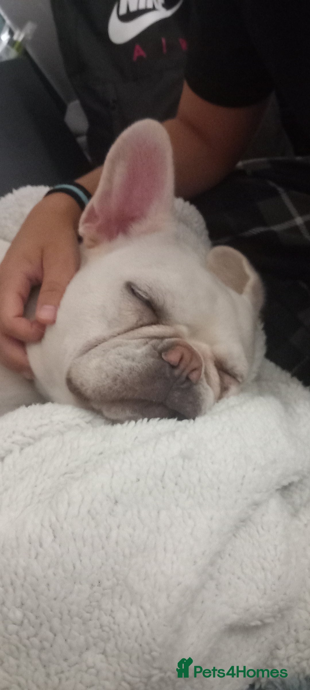 French Bulldog dogs for sale: Female frenchie for sale - Image 1