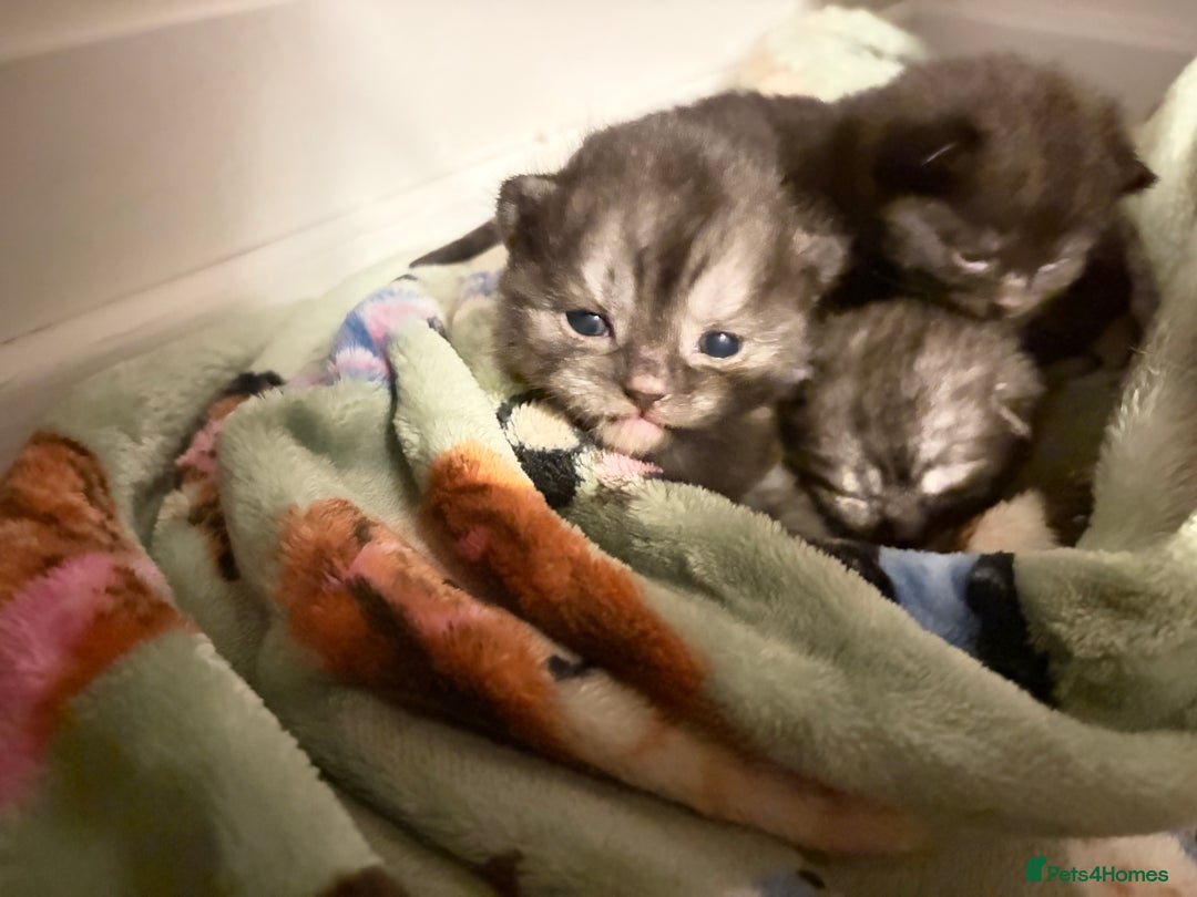 British Shorthair cats for sale: Beautiful British Shorthair Kittens  - Advert 29