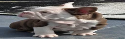 French Bulldog dogs for sale: Open for offer  French Bulldog with papers - Advert 8