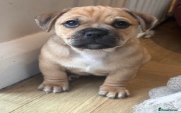 Jug dogs for sale: Jug puppy for sale - Image 4