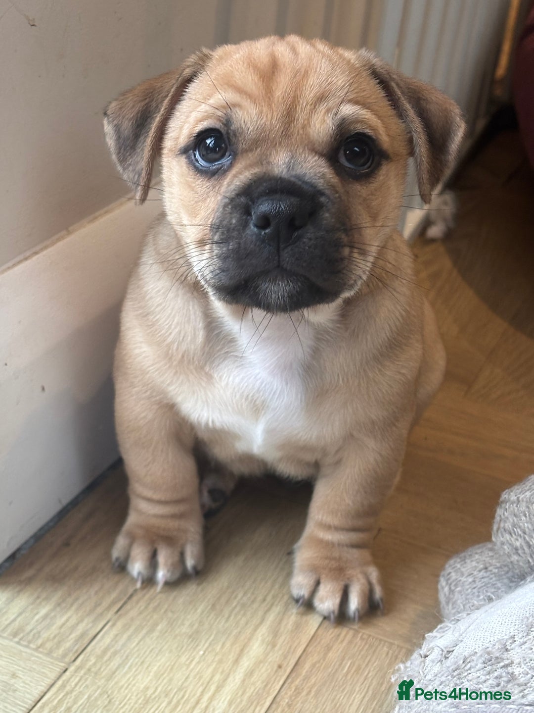 Jug dogs for sale: Jug puppy for sale - Image 4