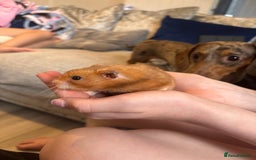 Hamster rodents for sale: Hammy the hamster  - Image 3