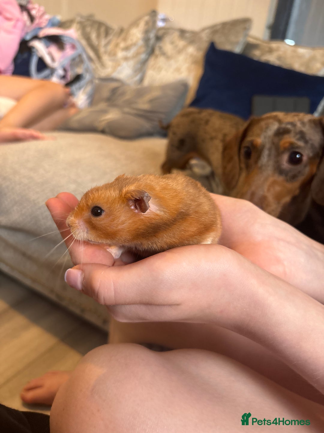 Hamster rodents for sale: Hammy the hamster  - Image 3
