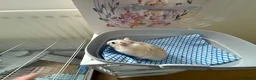 Hamster rodents for sale: Russian hamster  - Advert 6