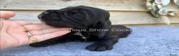 Cocker Spaniel dogs for sale: serbia line quality show cocker pups - Advert 12