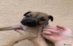 Mixed Breed dogs for sale: 12 beautiful baby's  - Image 4