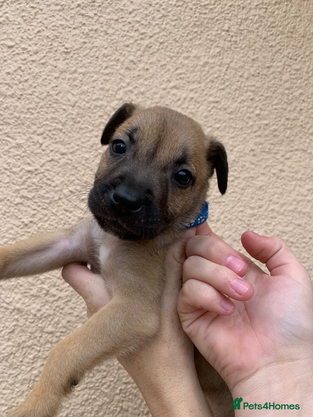 Mixed Breed dogs for sale: 12 beautiful baby's  - Image 4