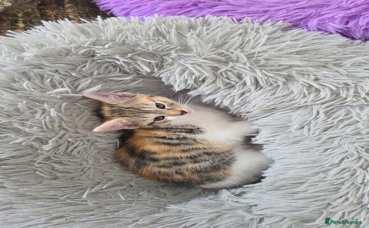 Mixed Breed cats for sale in Lanark - Advert 1
