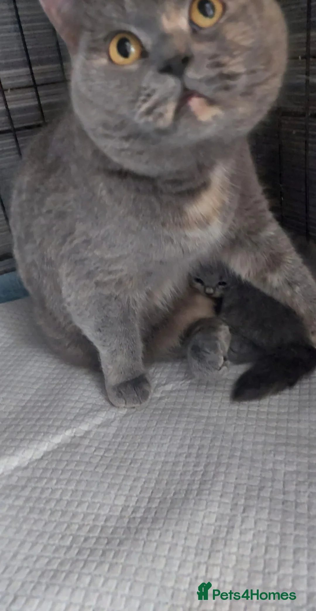 British Shorthair cats for sale:  😻 British Shorthair Kittens 😻 - Advert 23