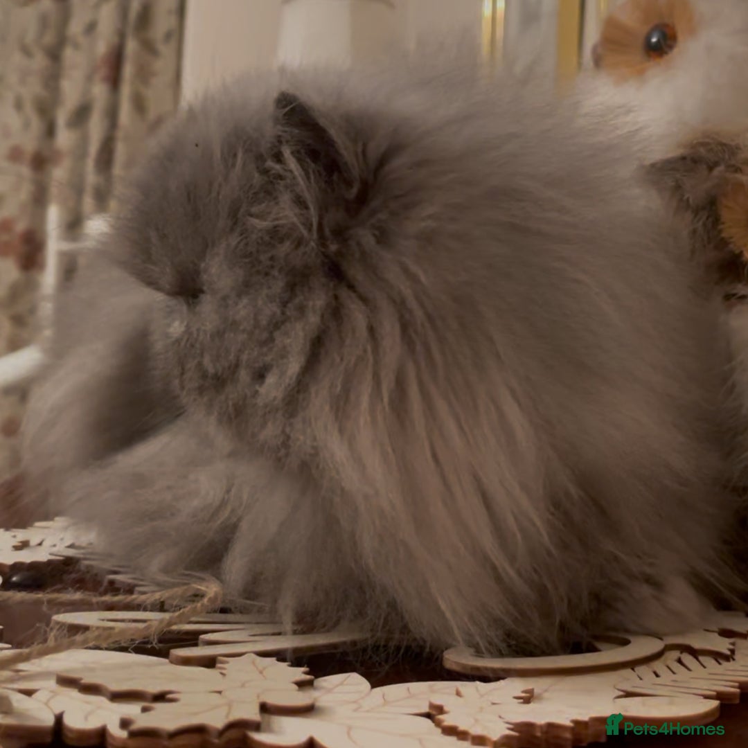 Persian cats for sale: Stunning Persians 2 CFA reg + 3 others - Advert 4