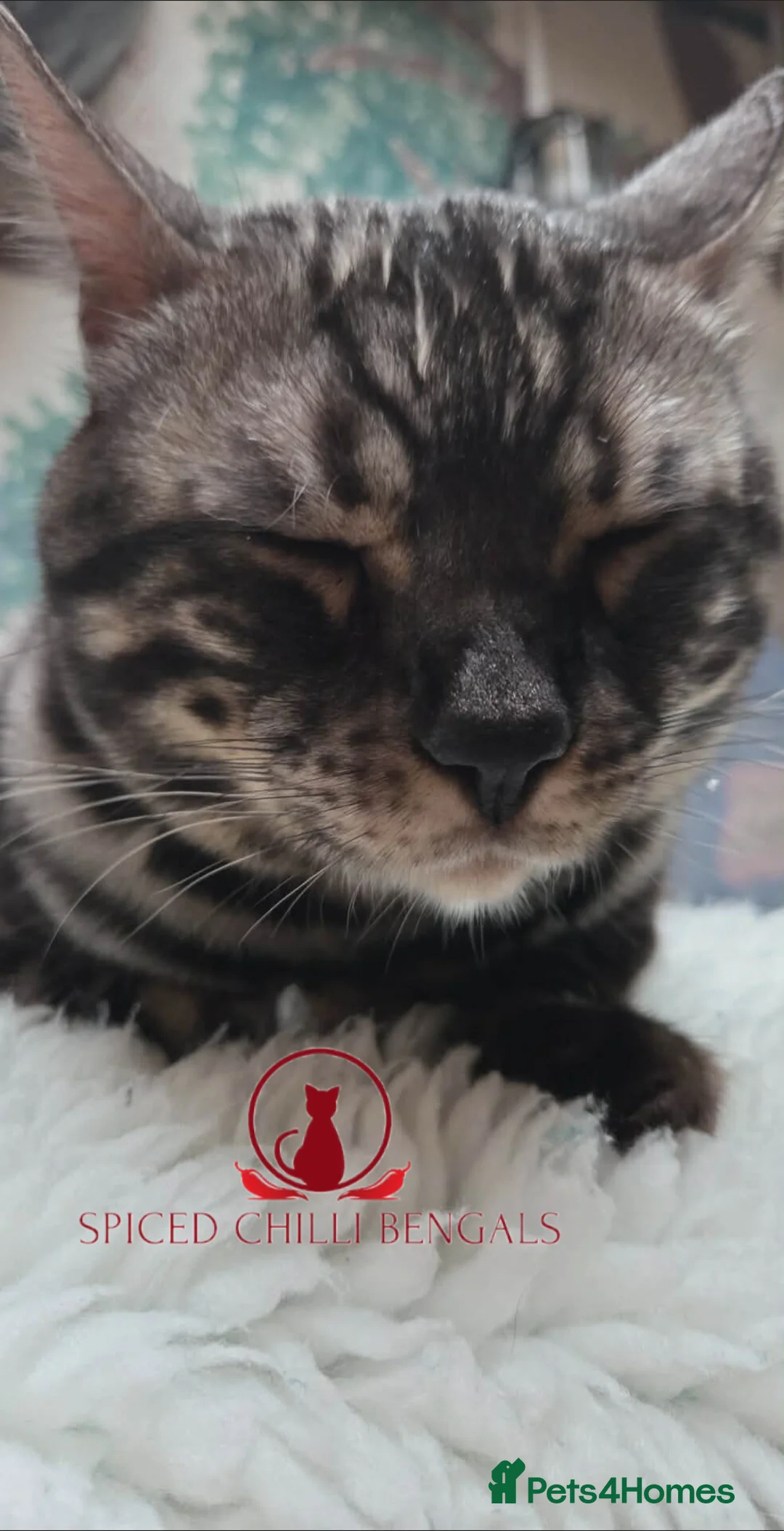 Bengal cats for sale: ✨️ CHAMPION BENGAL LOOKING FOR FOREVER HOME ✨️ - Advert 4