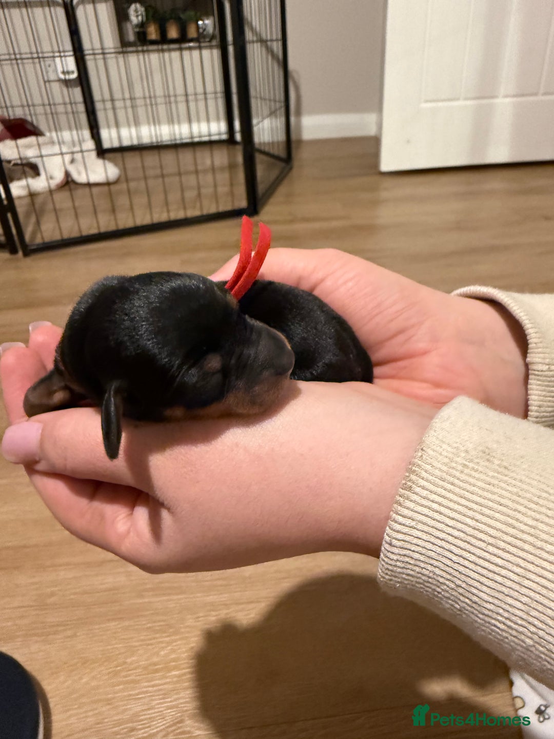 Mixed Breed dogs for sale: Doxie pin puppies - Advert 12