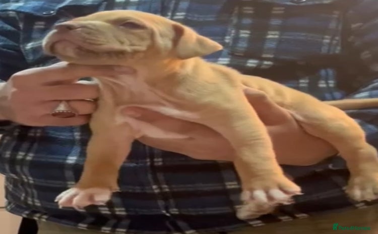 Mastiff dogs Mastiff  - Advert 1