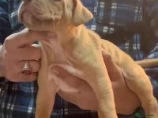 Mastiff dogs Mastiff - Advert 1