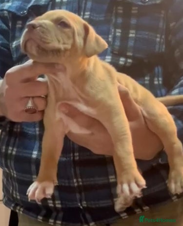 Mastiff dogs Mastiff - Advert 1