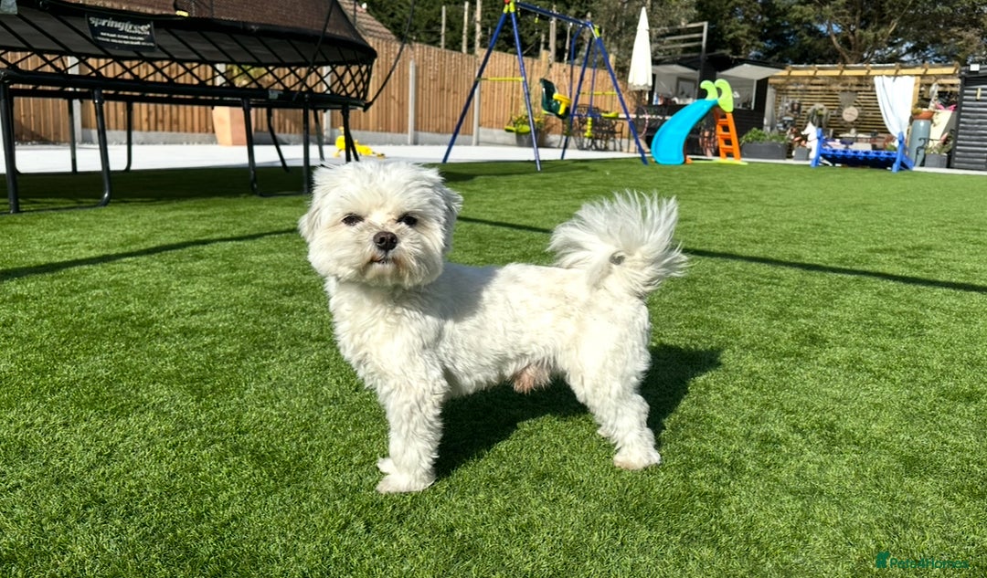 Maltese dogs for stud: *** EXPERIENCED MALTESE STUD*** - Advert 2