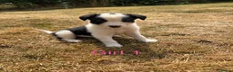 Border Collie dogs for sale: Border collie puppies for sale  in Montgomery - Advert 22