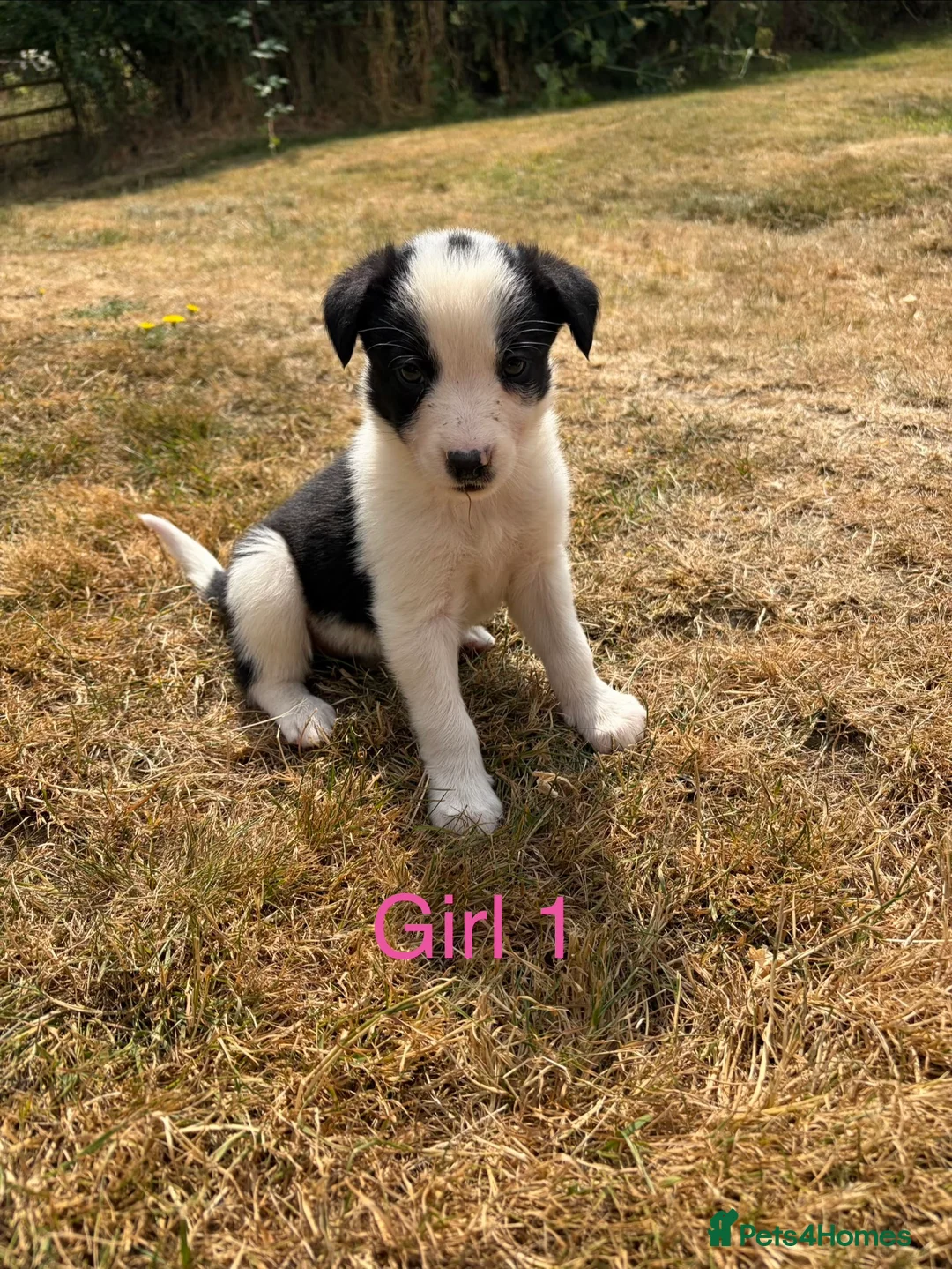 Border Collie dogs for sale: Border collie puppies for sale  in Montgomery - Advert 22