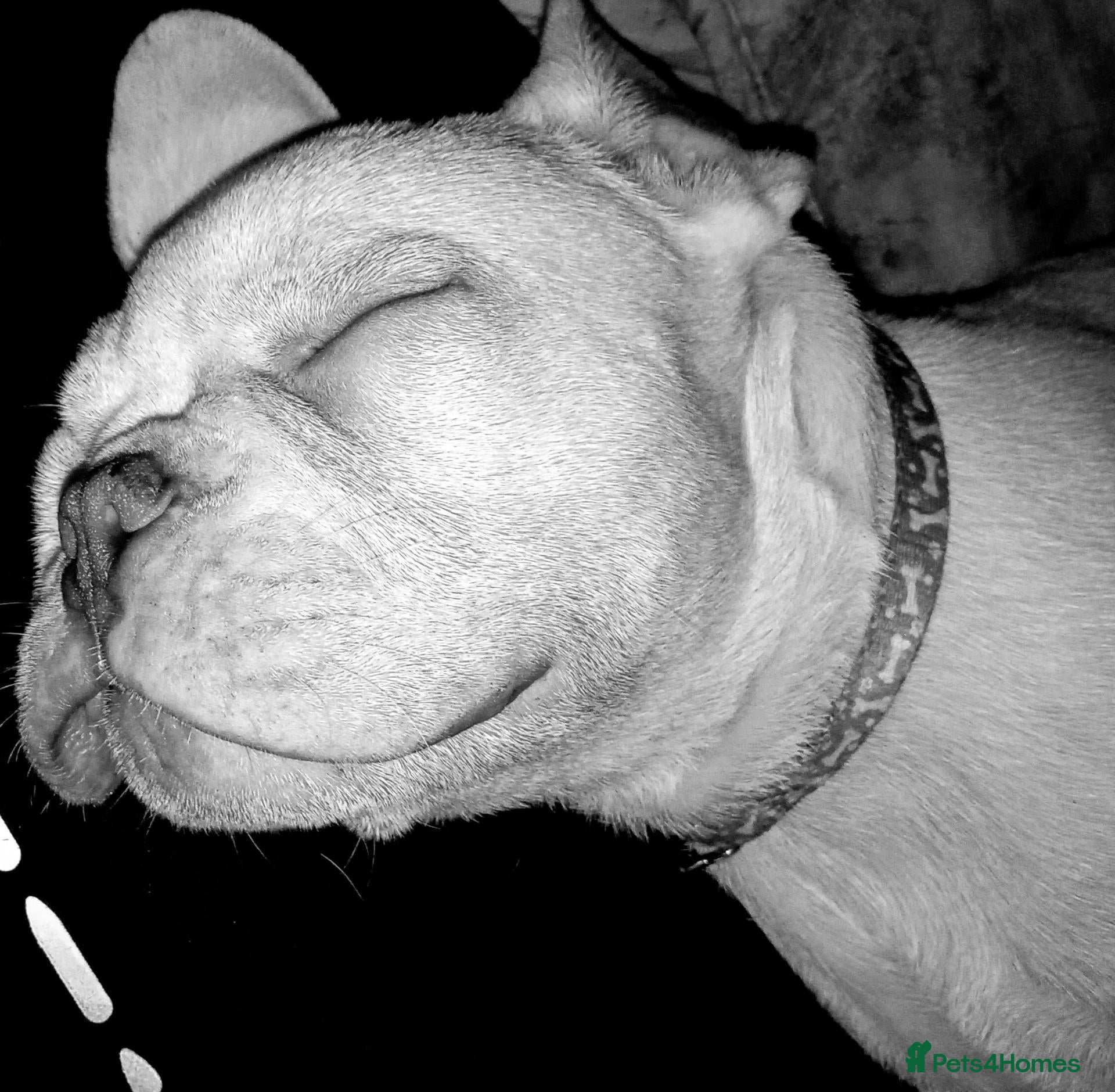 French Bulldog dogs pedigree French Bulldog pups - Advert 1