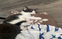 Mixed Breed cats for sale: Kittens for home forever ❤️ - Image 2