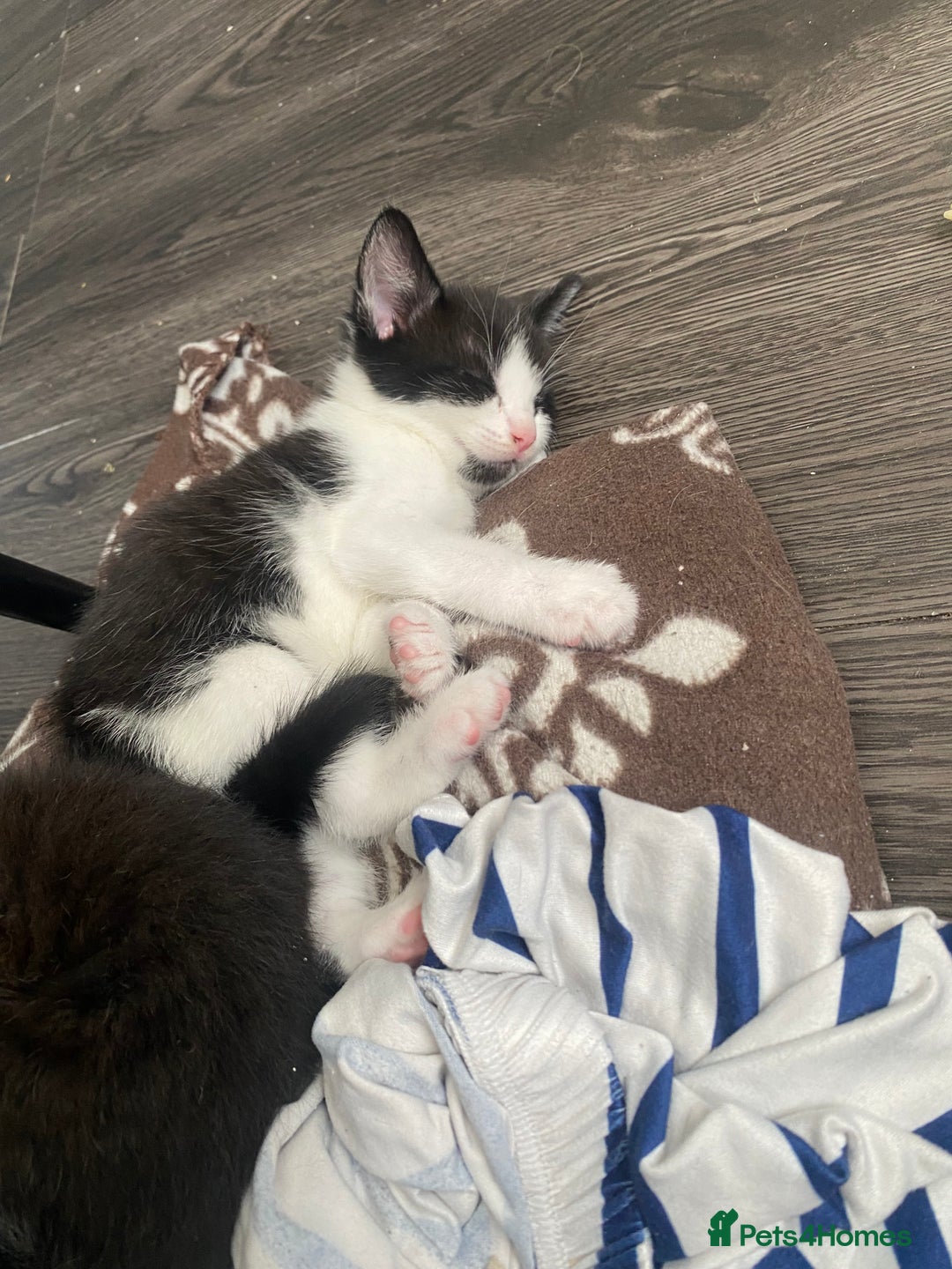 Mixed Breed cats for sale: Kittens for home forever ❤️ - Image 2