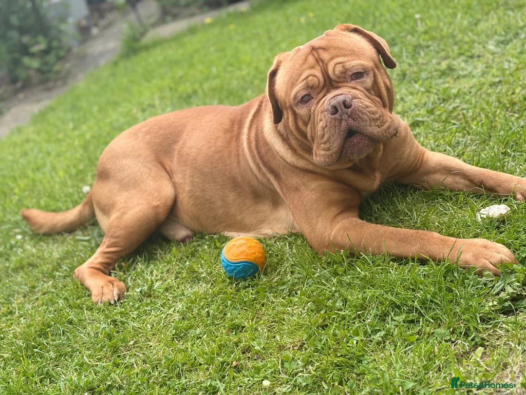 Dogue De Bordeaux dogs for sale: Purebred dogue de Bordeaux   in South Shields - Advert 2