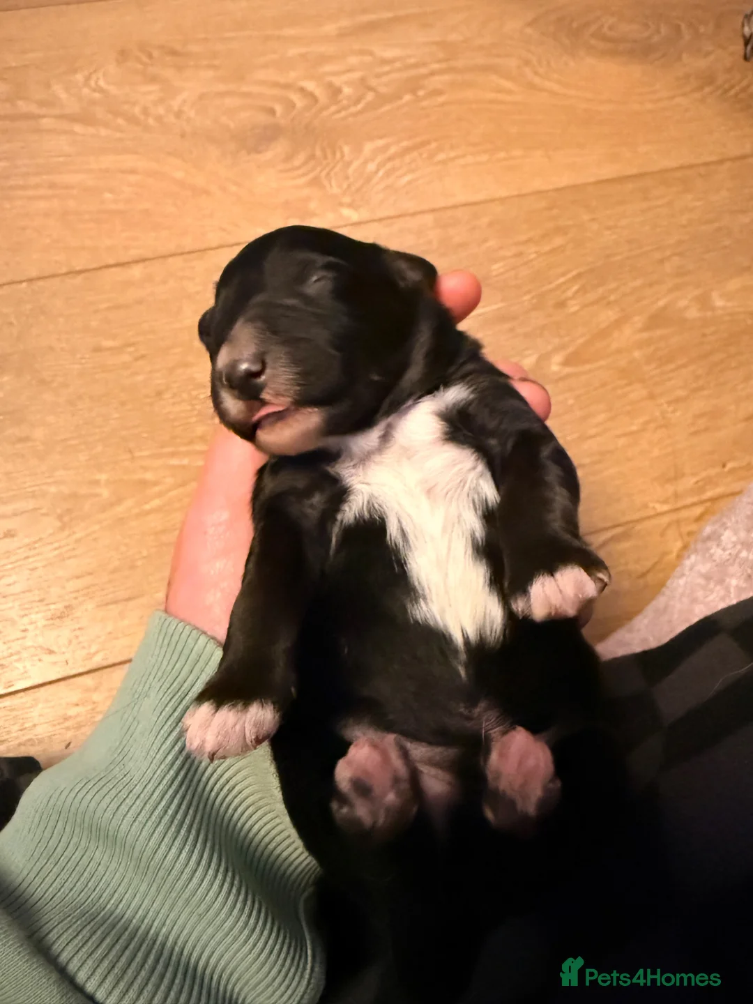 Bordoodle dogs for sale: Border doodle puppies - Advert 13
