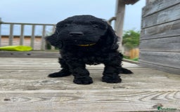 Cockapoo dogs for sale: Adorable F1 Cockapoos from 5* licensed breeder - Image 6