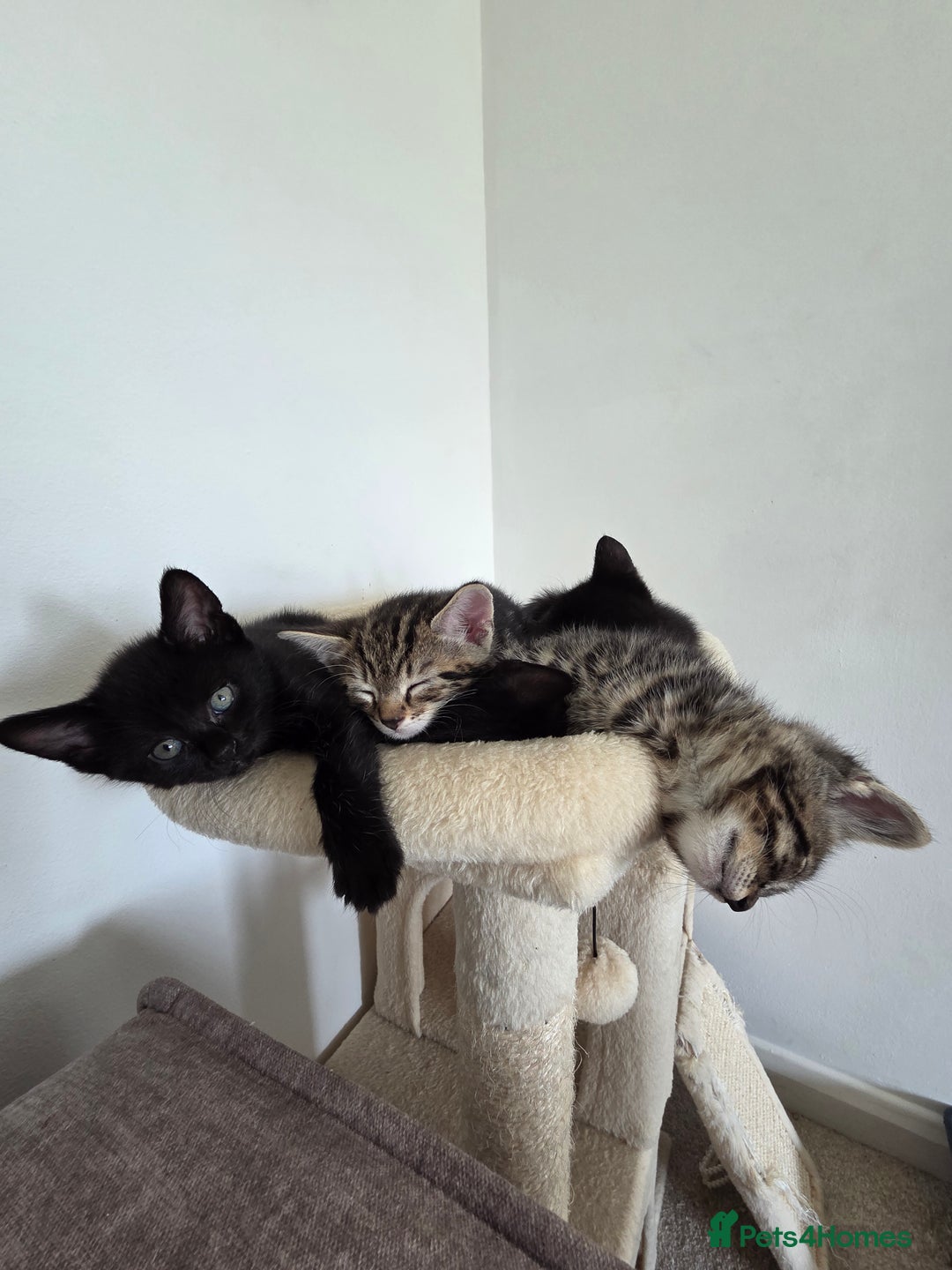 Bengal cats for sale: 2 Gorgeous Bengal x Short Hair kittens for sale - Image 13