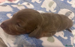 Dachshund dogs for sale: mini dachshunds 🐶 💚 - Advert 1