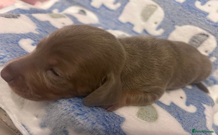 Dachshund dogs mini dachshunds 🐶 💚 - Advert 4