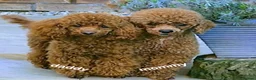 Miniature Poodle dogs for sale: four beautiful little red poodle girls - Advert 7