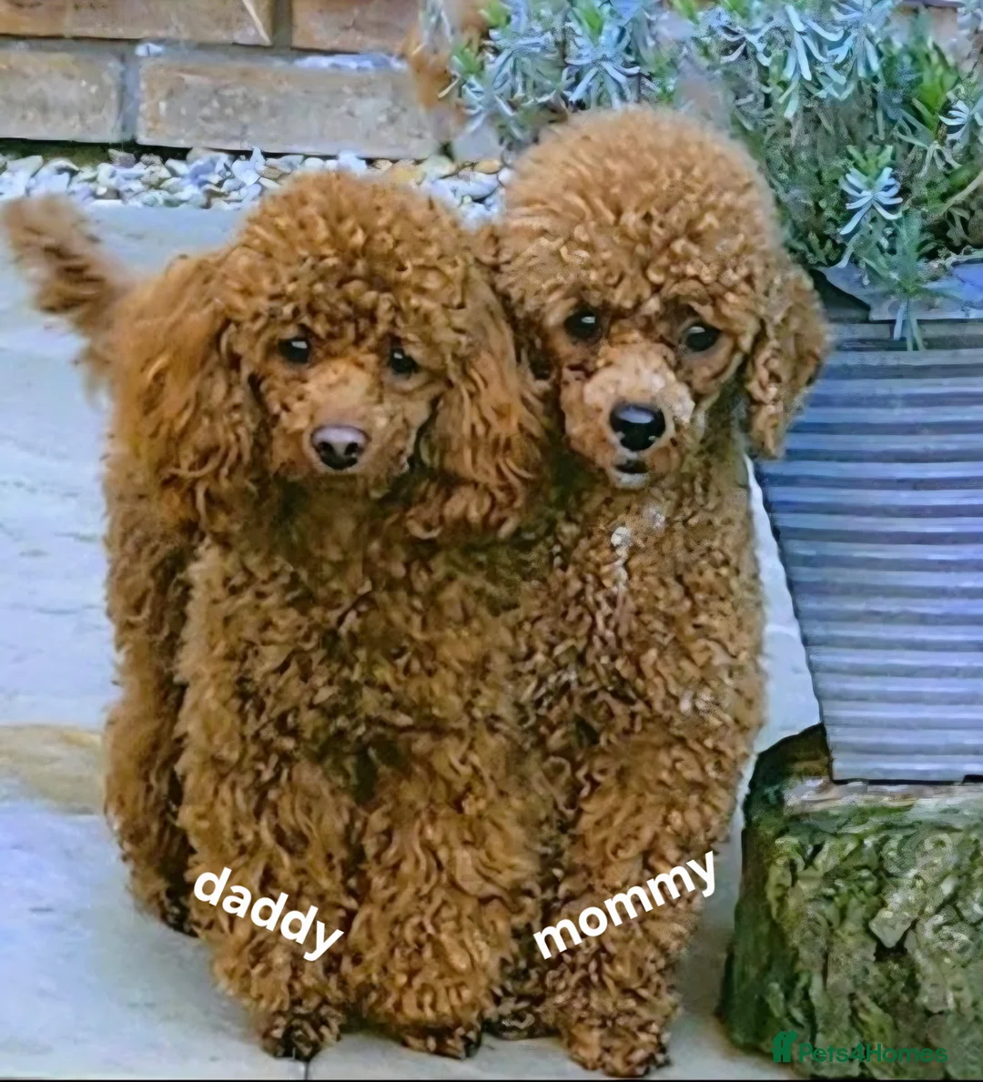 Miniature Poodle dogs for sale: four beautiful little red poodle girls - Advert 7