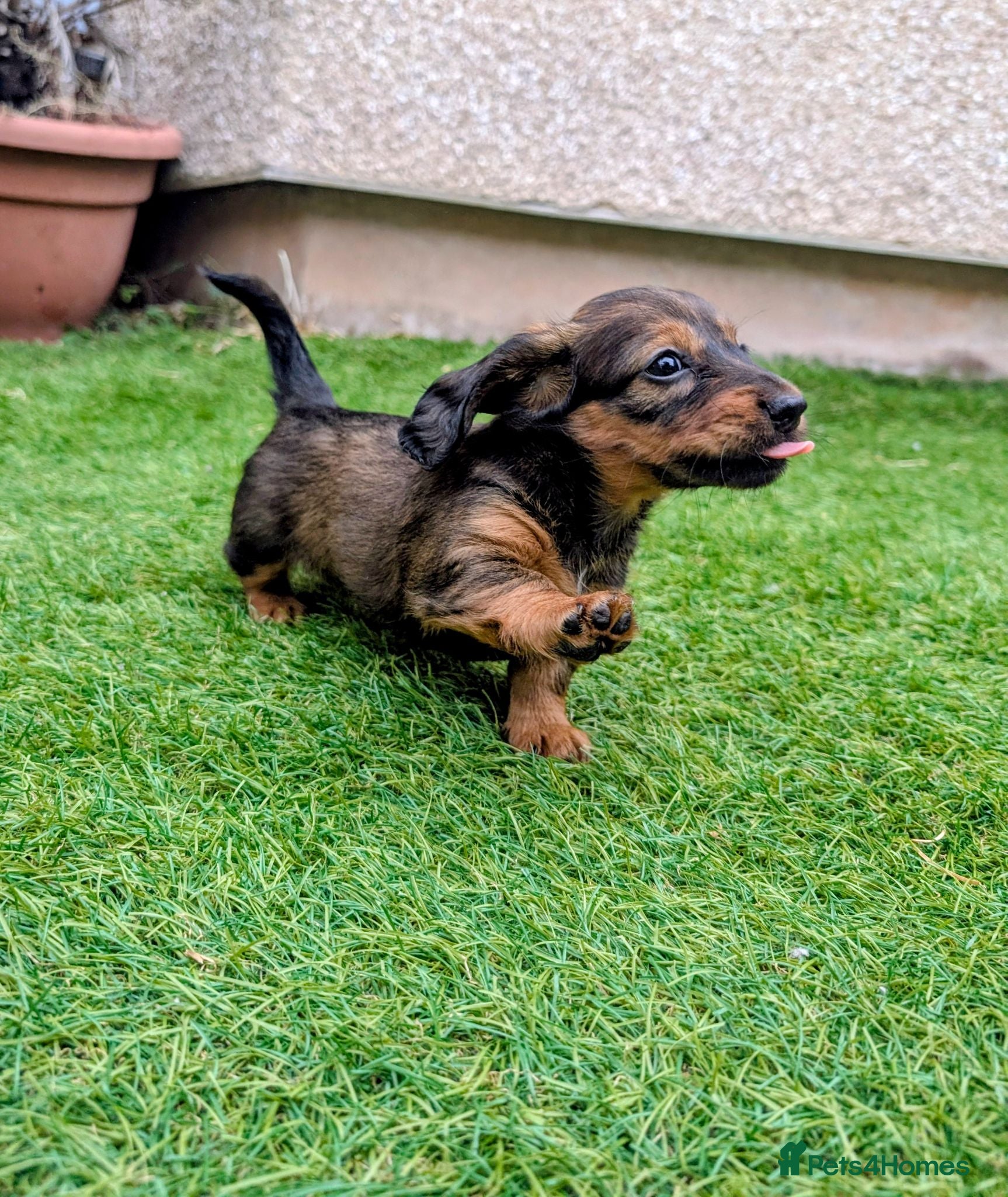 Miniature Dachshund dogs Your best friend is ready to come home this Sunday - Advert 2