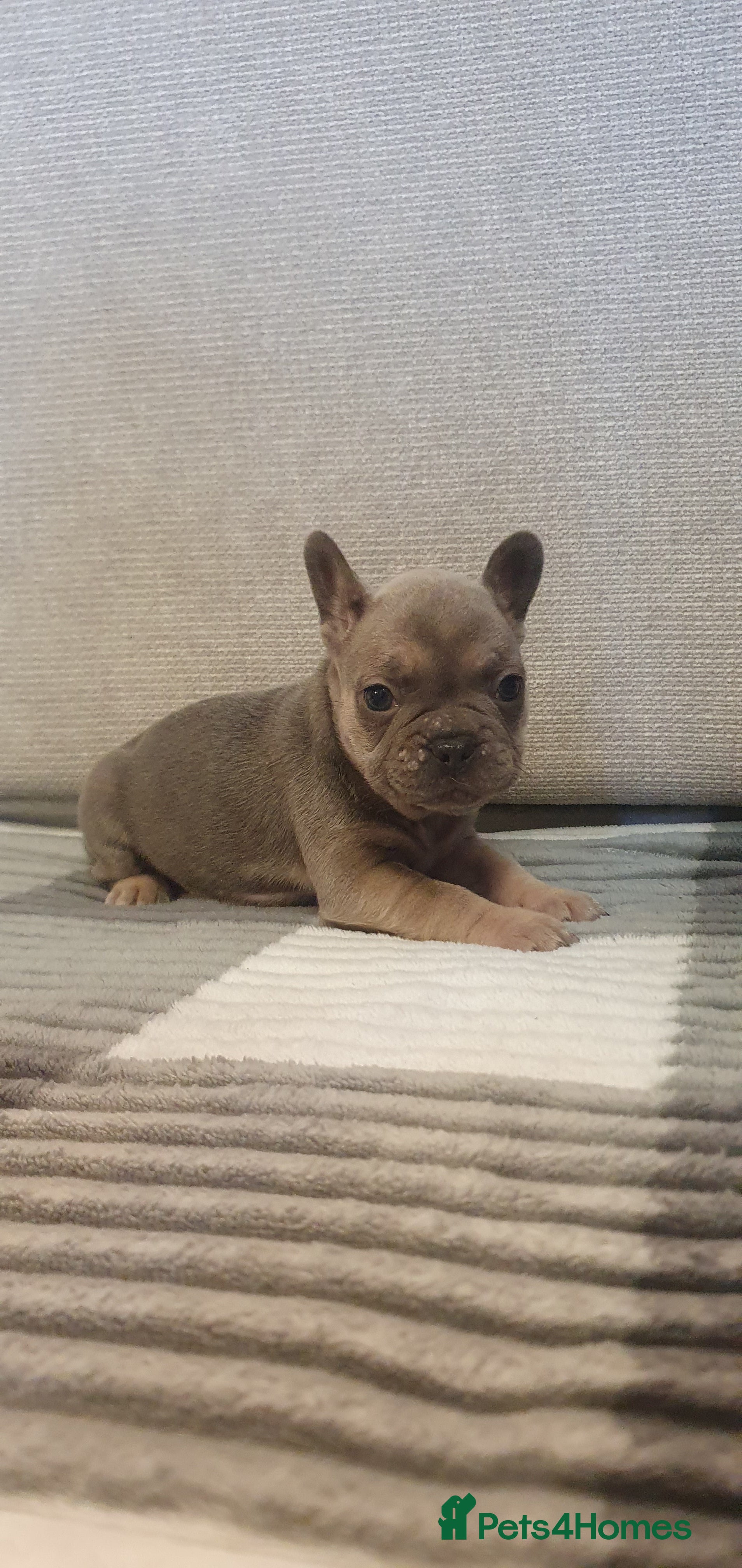 French Bulldog dogs 🐾 Adorable French Bulldog Puppies for Sale! 🐾  - Advert 10